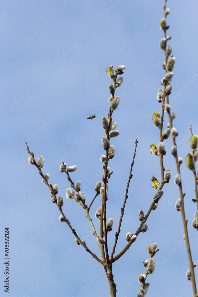 Pussy Willow on the waterside in early spring. Blur background on a sunny day. Symbol of Palm Sunday and Easter Pussy Willow on the waterside in early spring. Blur background on a sunny day. Symbol of Palm Sunday and Easter