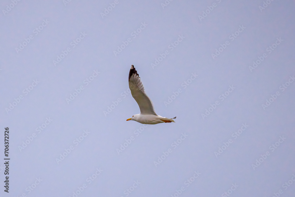 A Gull flying in the sky in search of food