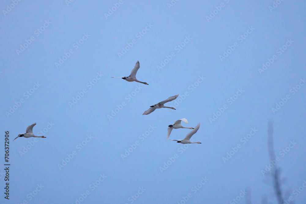 a group of swans is flying in the sky. a group of swans is flying in the sky.
