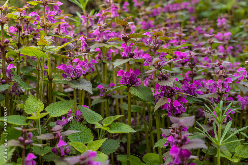 Obraz premium Deaf nettle blooming in a forest, Lamium purpureum. Spring purple flowers with leaves close up