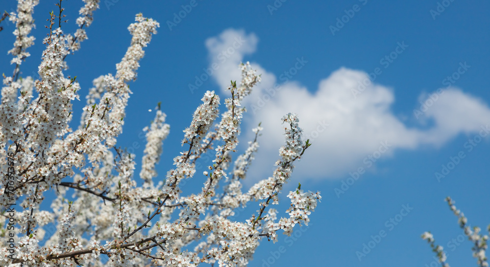 Selective focus of beautiful branches of plum blossoms on the tree under blue sky, Beautiful Sakura flowers during spring season in the park, Floral pattern texture, Nature background