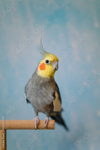 Yellow cockatiel parrot.Cute cockatiel.Home pet parrot.The best cockatiel.Beautiful photo of a bird.Ornithology.Funny parrot.Cockatiel parrot. Home pet yellow bird.Beautiful feathers.Love for animals