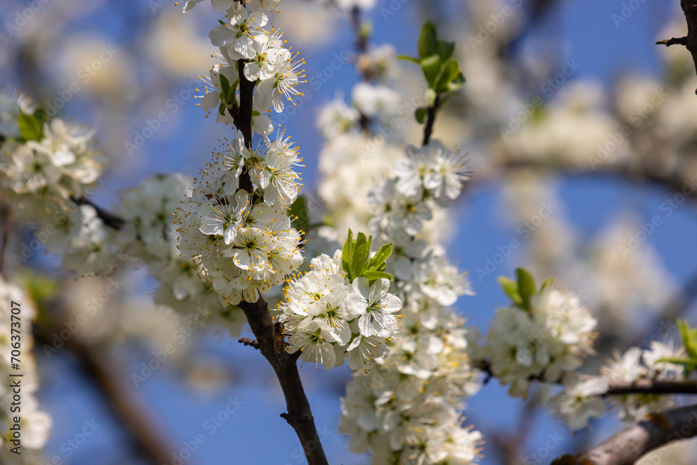 Selective focus of beautiful branches of plum blossoms on the tree under blue sky, Beautiful Sakura flowers during spring season in the park, Floral pattern texture, Nature background Selective focus of beautiful branches of plum blossoms on the tree under blue sky, Beautiful Sakura flowers during spring season in the park, Floral pattern texture, Nature background