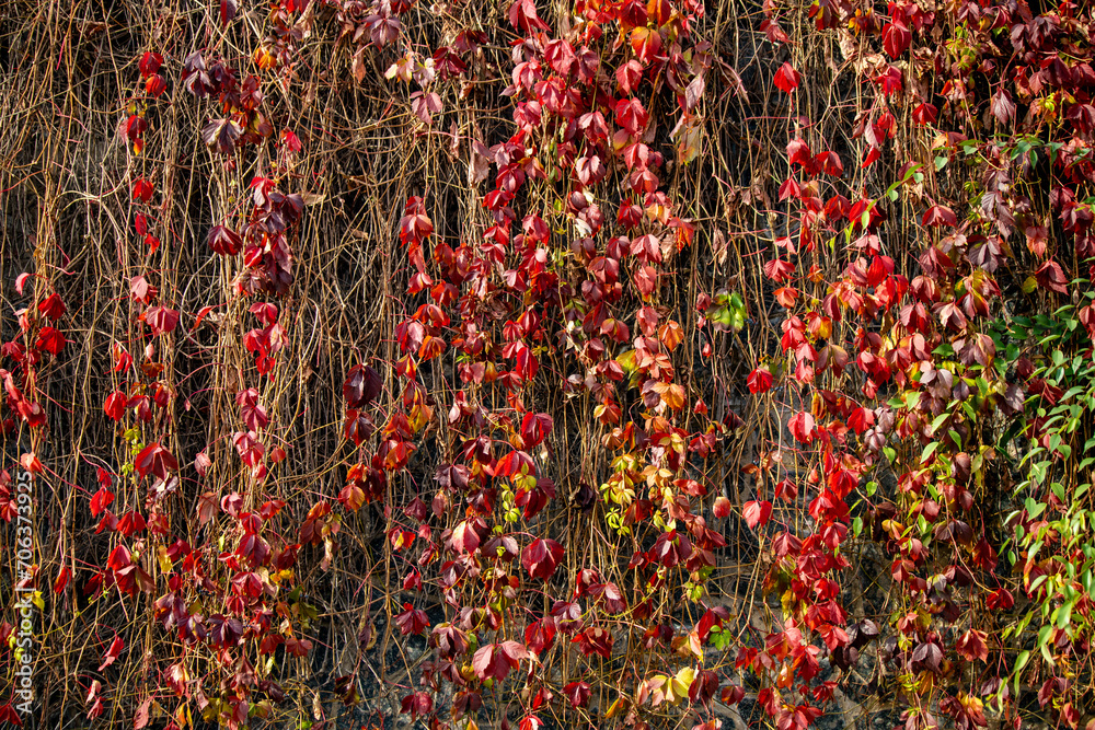 Yellow autumn leaves, autumn landscape. Yellow autumn leaves, autumn landscape.