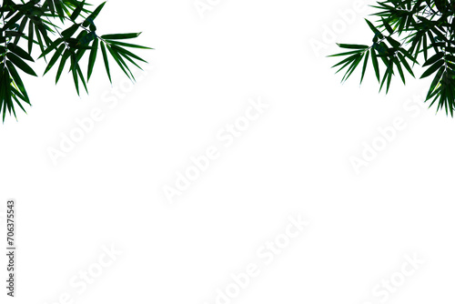 green bamboo leaf frame on a white background,on transparent background 