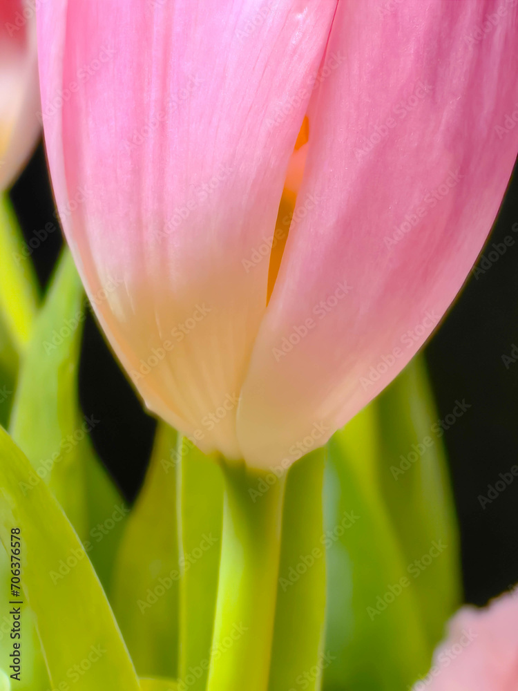 Blooming tulip close-up on a blurred background. Flowers for cards, congratulations, transparent petals, on which you can see the pattern of veins. Can be used for postcards, congratulations. Blooming tulip close-up on a blurred background. Flowers for cards, congratulations, transparent petals, on which you can see the pattern of veins. Can be used for postcards, congratulations.