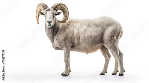 goat isolated photo