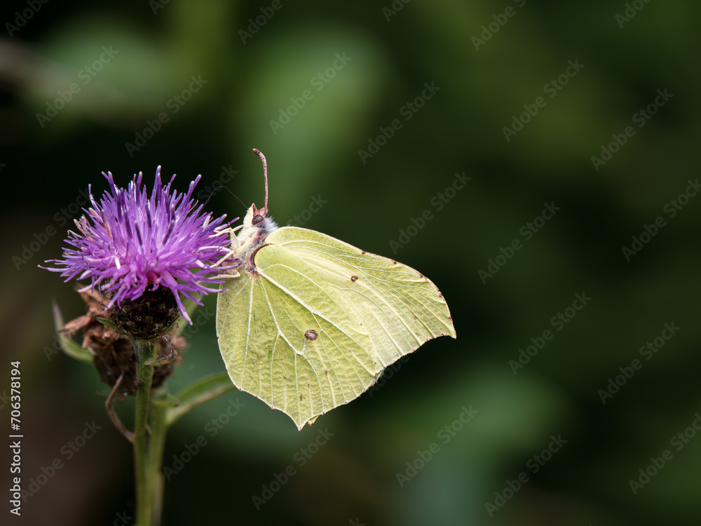 Brimstone Butterfly Feeding on Creeping Thistle Brimstone Butterfly Feeding on Creeping Thistle