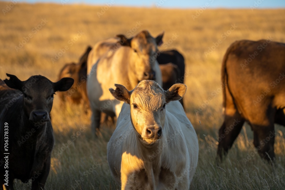 cows in field, grazing on grass and pasture in Australia, on a farming ranch. Cattle eating hay and silage. breeds include speckled park, Murray grey, angus, Brangus, hereford, wagyu, dairy cows.