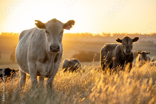 beef meat cow on a farm. herd of cattle © William