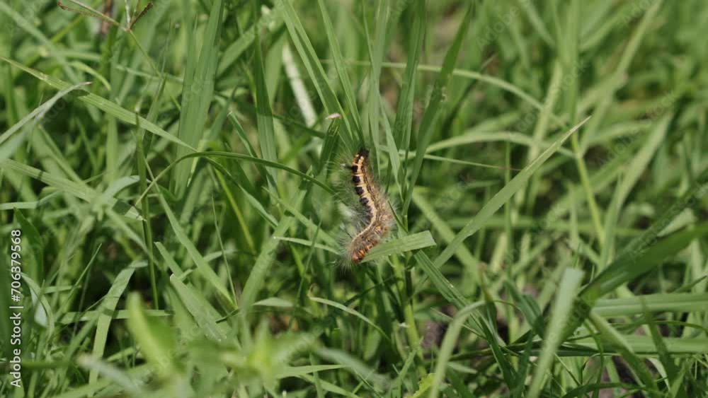 Hairy Caterpillar On The Green Grass. - close up shot Hairy Caterpillar On The Green Grass. - close up shot