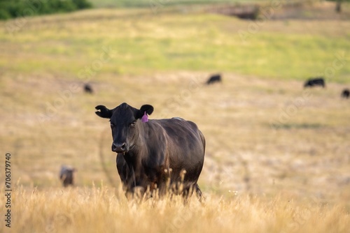 Fototapeta Naklejka Na Ścianę i Meble -  beef meat cow on a farm. herd of cattle