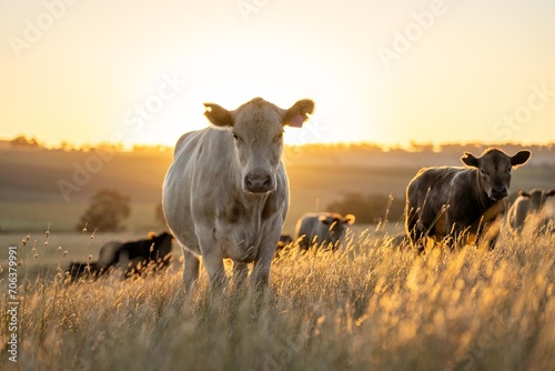 Beef Angus and Wagyu cows grazing in a field in a dry summer. Cow Herd on a farm practicing regenerative agriculture on a farming landscape. Fat Cattle at dusk © William