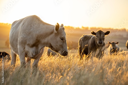 Beef Angus and Wagyu cows grazing in a field in a dry summer. Cow Herd on a farm practicing regenerative agriculture on a farming landscape. Fat Cattle at dusk photo