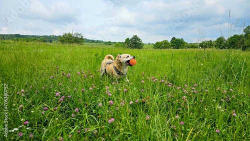 Ballspielen mit kleinem Hund