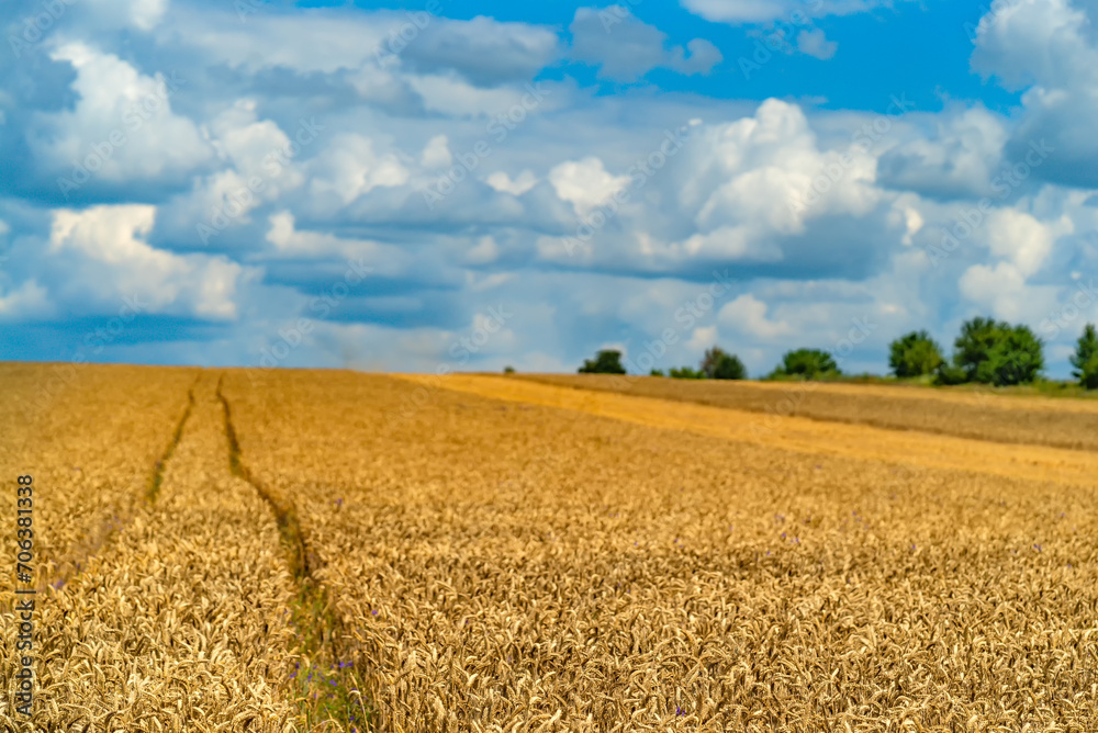 A mesmerizing tableau of rolling golden wheat dancing and whispering in the breeze beneath a dramatic cloudy blue sky.