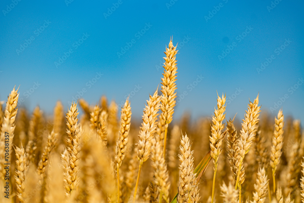 Immerse yourself in the captivating allure of a vast wheat field stretching beneath a stunning cerulean sky. Immerse yourself in the captivating allure of a vast wheat field stretching beneath a stunning cerulean sky.