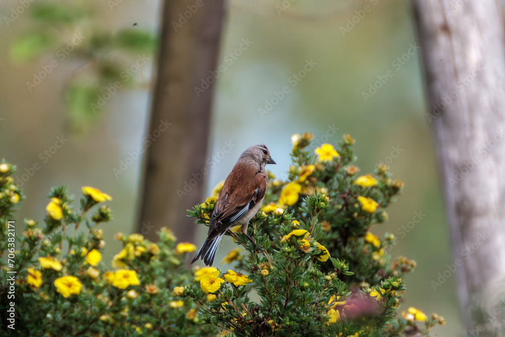 small bird sitting in the tree in summer small bird sitting in the tree in summer