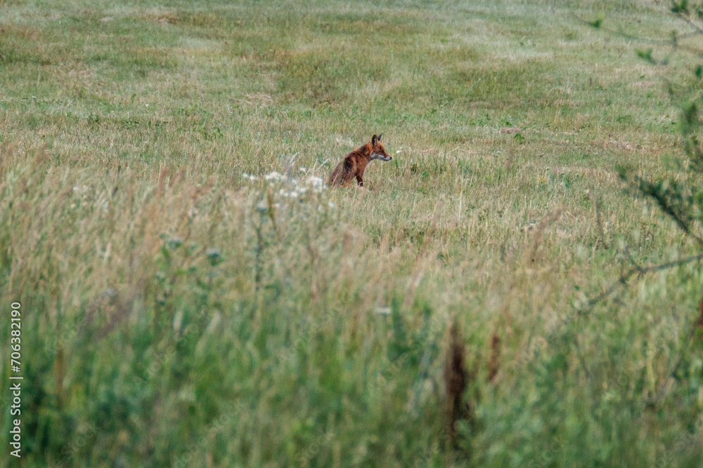 little fox hunting in the field little fox hunting in the field