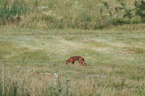 little fox hunting in the field