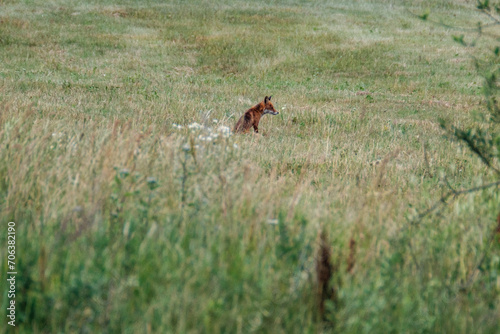 little fox hunting in the field © Martins Vanags