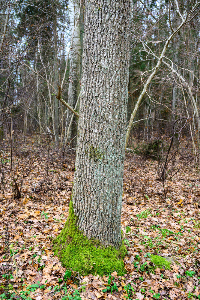 dark gloomy late autumn winter forest trees dark gloomy late autumn winter forest trees