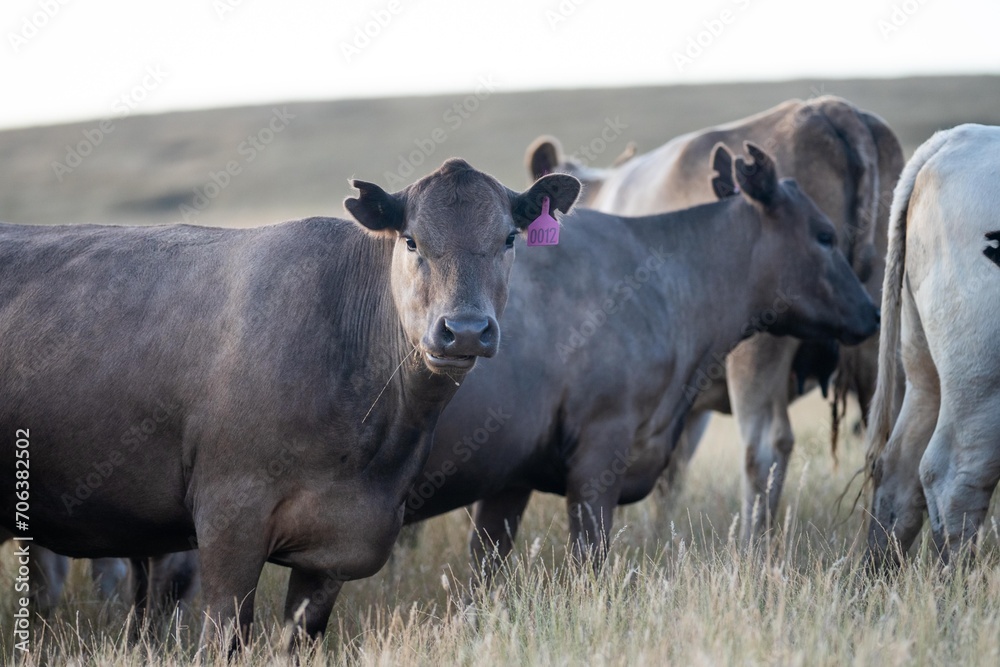 beef meat cow on a farm. herd of cattle beef meat cow on a farm. herd of cattle