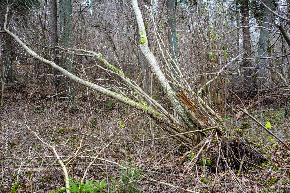 dark gloomy late autumn winter forest trees dark gloomy late autumn winter forest trees