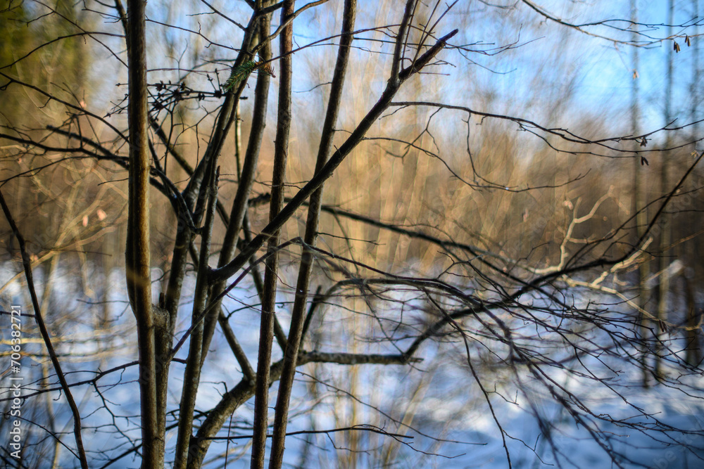 dark gloomy late autumn winter forest trees dark gloomy late autumn winter forest trees