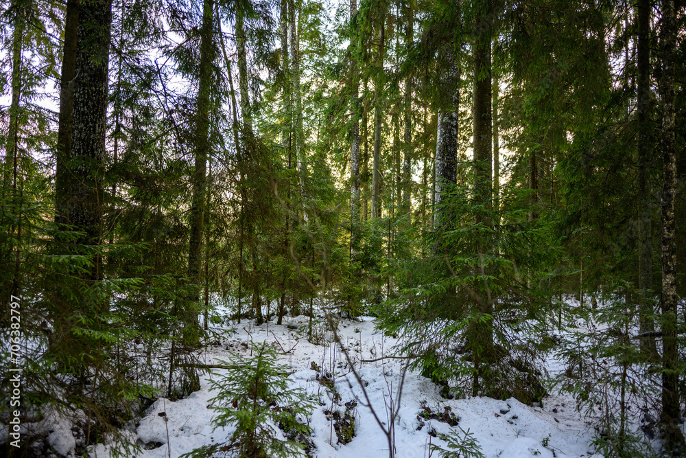 dark gloomy late autumn winter forest trees dark gloomy late autumn winter forest trees