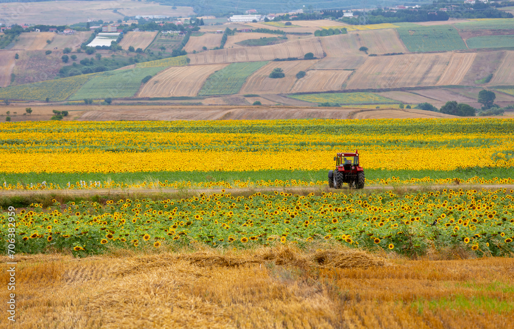 Fototapeta premium A farmer with a tractor in a sunflower field 