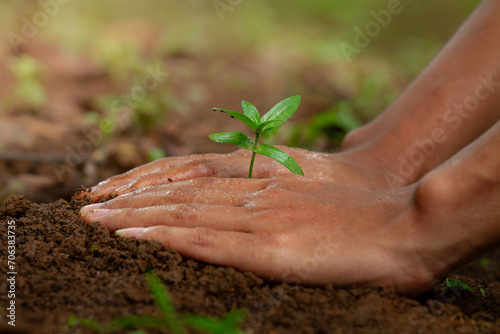 Side view of Human hands planting small tree in soil (Tangan Manusia menanam pohon kecil di tanah dari samping) photo