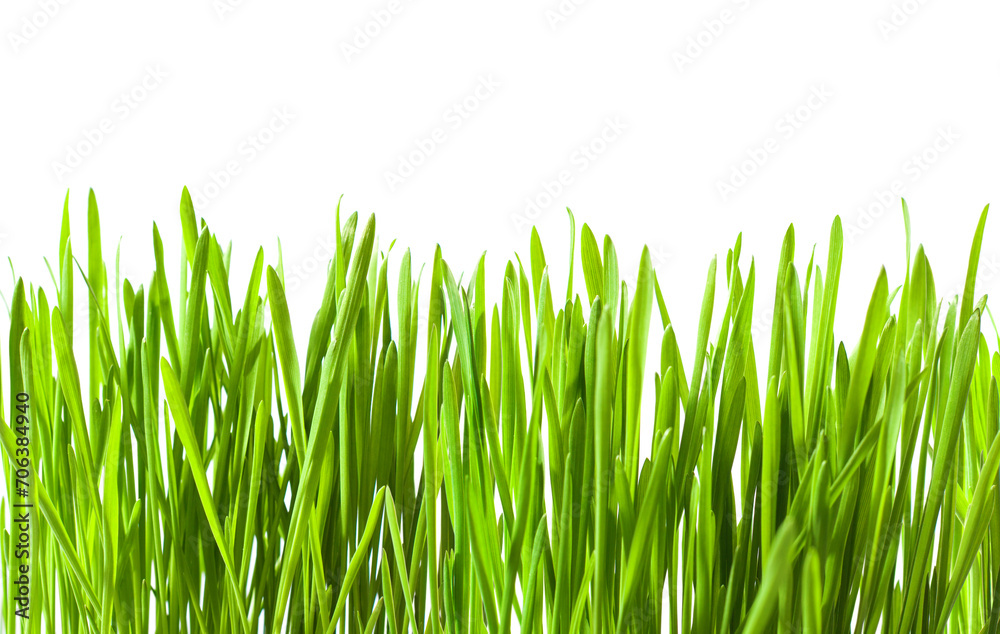 Fresh green Wheat sprouts isolated on white background. Microgreens of Wheat. Selective focus Fresh green Wheat sprouts isolated on white background. Microgreens of Wheat. Selective focus
