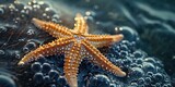 A starfish sits on top of a pile of bubbles. Perfect for underwater themed designs or marine life illustrations