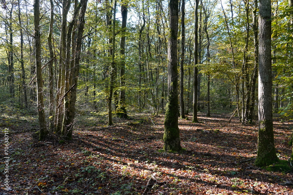 Vue sur un paysage forestier par une belle journée d'automne ensoleillée Vue sur un paysage forestier par une belle journée d'automne ensoleillée