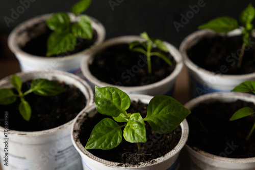 small vegetable seedlings in recycled plastic yoghurt cups. Zero waste concept .