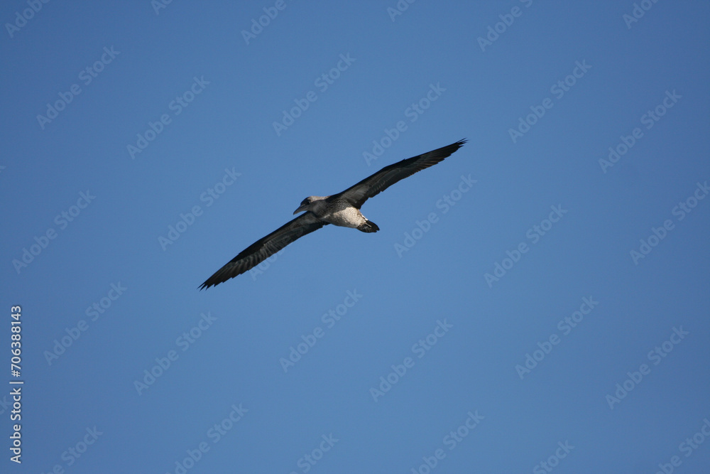 Gabbiano in volo ad ali spiegate con cielo azzurro senza nuvole Gabbiano in volo ad ali spiegate con cielo azzurro senza nuvole