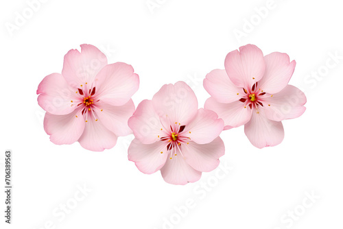 Beautiful sakura flowers isolated on white