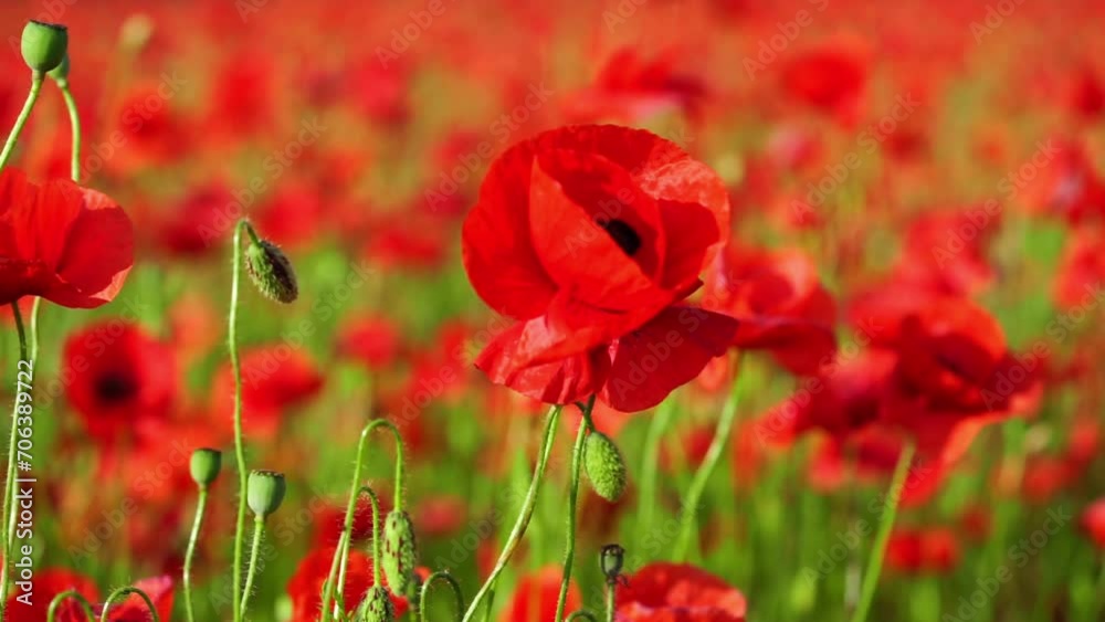 Close up of red poppy flowers on the wind, slow motion. Natural background. Close up of red poppy flowers on the wind, slow motion. Natural background.