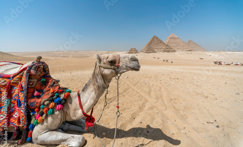 camel in the Egyptian desert near the pyramids in Luxor © Sofiia