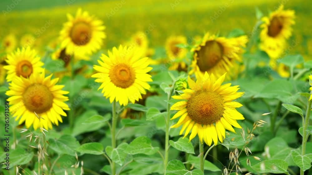 Sunflowers blooming field background. Close up Sunflowers blooming field background. Close up