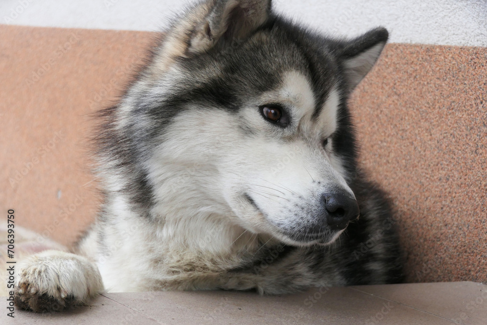 Close-up portrait of a Malamute dog. Close-up portrait of a Malamute dog.
