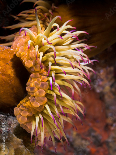 Side view of a False plum anemone underwater (Pseudactinia flagellifera) with an orange body and cream tentakles with mauve tips photo