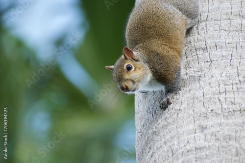 Fototapeta Naklejka Na Ścianę i Meble -  Grey squirrel (sciurus carolinensis) looking down from palm tree 