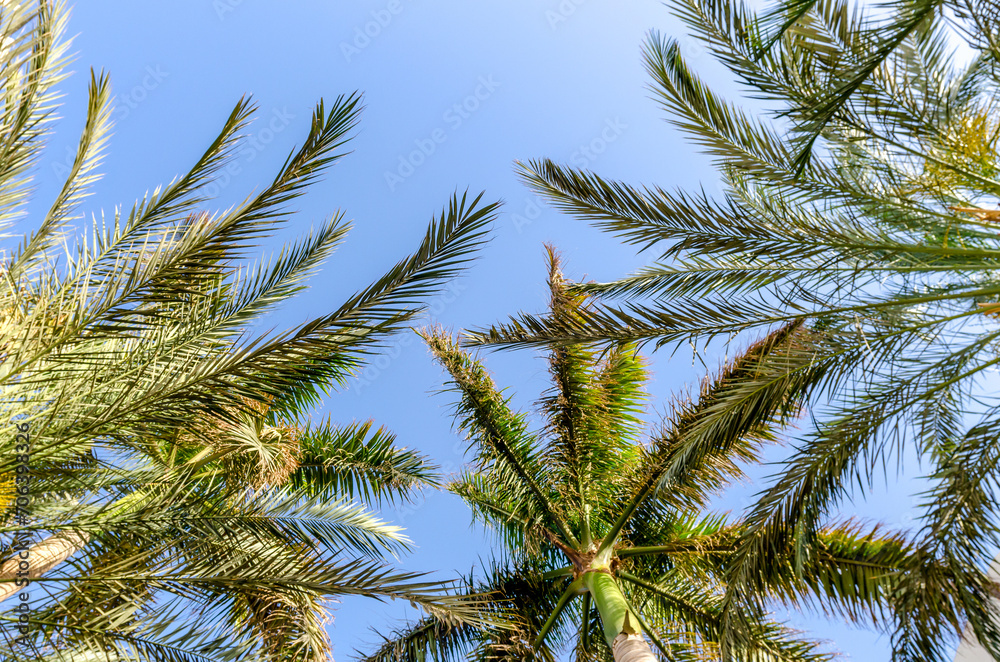 tropical background fresh palm branches