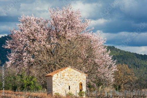 Scenic view of almond tree in bloom in Provence south of France
