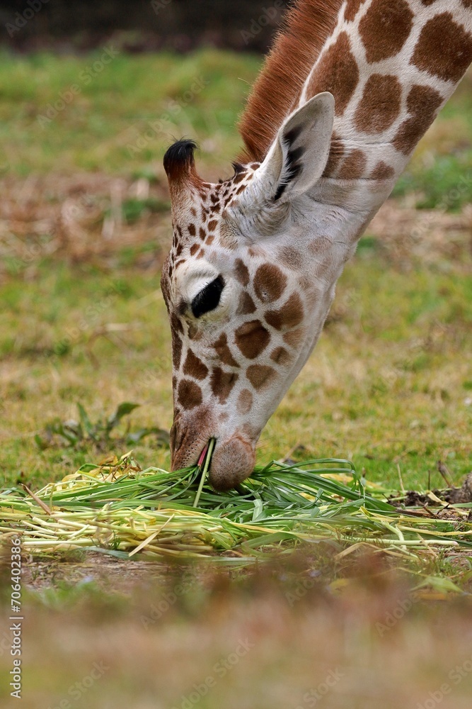 Obraz premium 地面の草を食べるキリンの横顔
