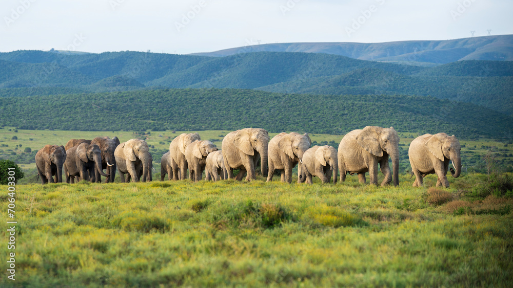 Herd of elephants lined up following the matriarch, Addo Elephant National Park, South Africa