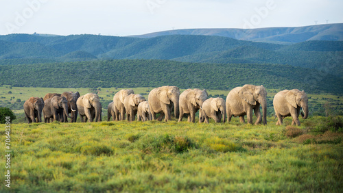 Herd of elephants lined up following the matriarch, Addo Elephant National Park, South Africa