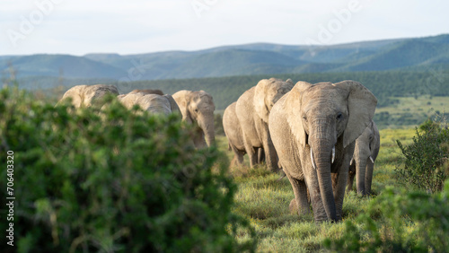 Elephants heading into the bush, Addo Elephant National Park, South Africa